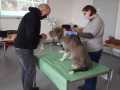 2020_11_21-Erste-Hilfe-Kurs-Hund-3