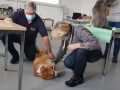 2020_11_21-Erste-Hilfe-Kurs-Hund-4