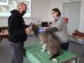 2020_11_21-Erste-Hilfe-Kurs-Hund-5