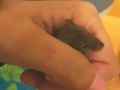 2020_12_14-Maus-Lucy-1