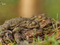 2021_02_27-Kroeten-3-07