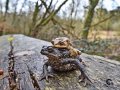 2021_02_27-Kroeten-3-10