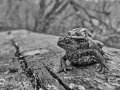 2021_02_27-Kroeten-3-11