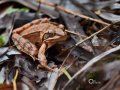 2021_02_27-Kroeten-3-12