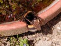 2021_05_27-Insektenhotel-Totholzecke-Mauer-08