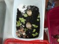 2021_06_13-FFM3-Schnecken-retten-1