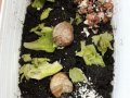 2021_06_13-FFM3-Schnecken-retten-5