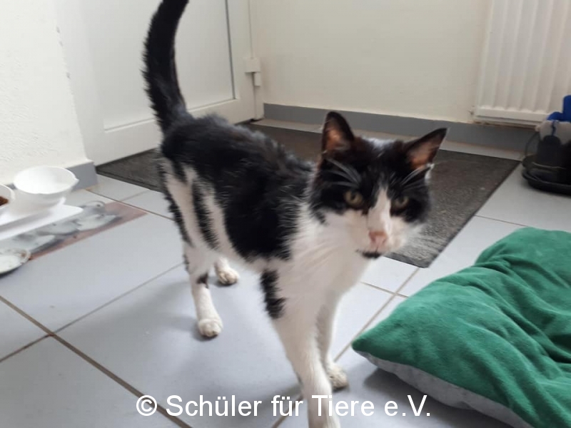 2021_07_29-Herxheim-Katze-Sonja-01