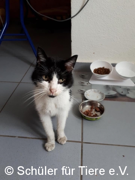 2021_07_29-Herxheim-Katze-Sonja-02
