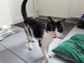 2021_07_29-Herxheim-Katze-Sonja-01