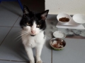 2021_07_29-Herxheim-Katze-Sonja-02