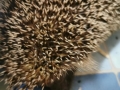 2021_08_01-Bellheim-Igel-Muellsack-01