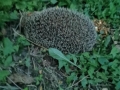 2021_08_01-Bellheim-Igel-Muellsack-03