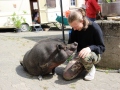 2021_08_26-Schweinefreunde-13