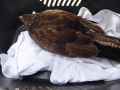 2021_12_11-Bussard-Jan-09