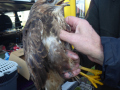 2021_12_11-Bussard-Jan-14