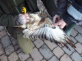 2021_12_11-Bussard-Jan-18