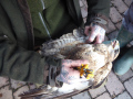 2021_12_11-Bussard-Jan-19