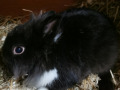 2022_01_05-Kaninchen-Vetamt-04