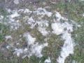 2022_01_09-Hundehaare-Jungvoegel-Nistmaterial-01