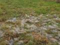 2022_01_09-Hundehaare-Jungvoegel-Nistmaterial-02