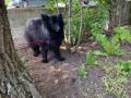 2022_05_14-Erfurt-ausgesetzter-Hund-02