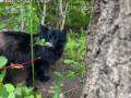 2022_05_14-Erfurt-ausgesetzter-Hund-03
