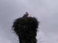 2022_05_29-Storch-tot-3