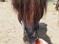 2022_06_19-Mainz-Eiszeit-Pony-2