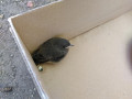 2022_07_15-Vogel-im-Schulhaus-02