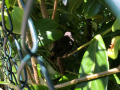 2022_07_15-Vogel-im-Schulhaus-03