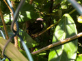 2022_07_15-Vogel-im-Schulhaus-04