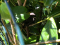 2022_07_15-Vogel-im-Schulhaus-05