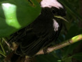 2022_07_15-Vogel-im-Schulhaus-06