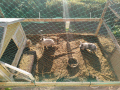 2022_09_04-Kaninchen-Herxheim-1