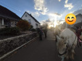 2022_11_01-Hermeskeil-Halloween-mit-Ponys-03