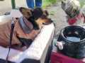 2022_11_05-Flohmarkt-Hunde-05