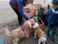 2022_11_05-Flohmarkt-Hunde-12