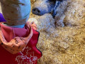 2022_11_06-Schueler-fuer-Tiere-Hochwald-Scheckuebergabe-2