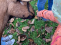 2022_11_06-Schueler-fuer-Tiere-Hochwald-Scheckuebergabe-4