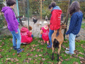 2022_11_06-Schueler-fuer-Tiere-Hochwald-Scheckuebergabe-6