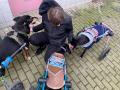 2023_01_30-Alsfeld-Tierheimtiere-begluecken-1
