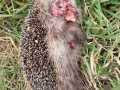 2023_03_07-Bellheim-Igel-ohne-Gesicht-