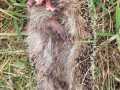 2023_03_07-Bellheim-Igel-ohne-Gesicht-