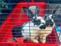 2023_09_02-Moppel-Hoppel-Kaninchen-01