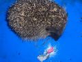 2023_10_23-Lina-Igel-01