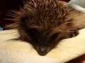 2023_10_23-Lina-Igel-03