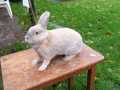 2023_11_19-Ettenheim-Kaninchen-Rosie-02