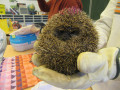 2023_11_28-Igel-zu-Besuch-06