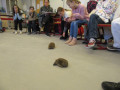 2023_11_28-Igel-zu-Besuch-08
